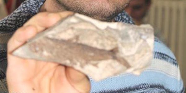 K�m�rde bal�k fosili