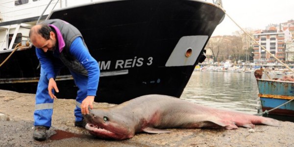 Marmara'da,'Camg�z' cinsi k�pek bal��� yakaland�