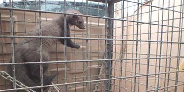 K�meste yakalanan sansar do�aya sal�nd�