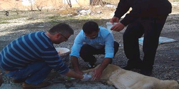 Polis, yaralı köpeğe sahip çıktı