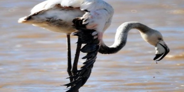 Yaralı flamingolar için soruşturma
