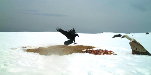 Iğdır'da doğal hayat 'Foto Kapan'la görüntülendi