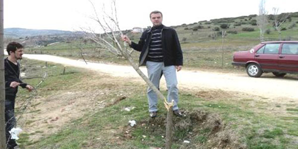 Fidanları kestiler