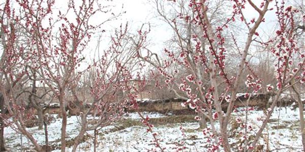 Ni�de'de a��r� so�uk ve kar yap���na ra�men a�a�lar �i�ek a�t�