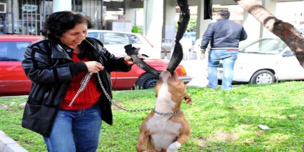 Oyun oynayan köpek ağaçta asılı kaldı