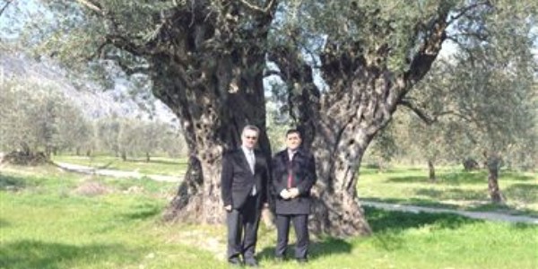1650 ya��ndaki zeytin a�ac� 'an�t a�a�' olarak tescil edildi