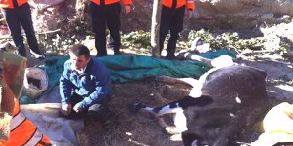 Mahsur kalan gebe ineği kurtaramadı, kesip buzağısını aldı