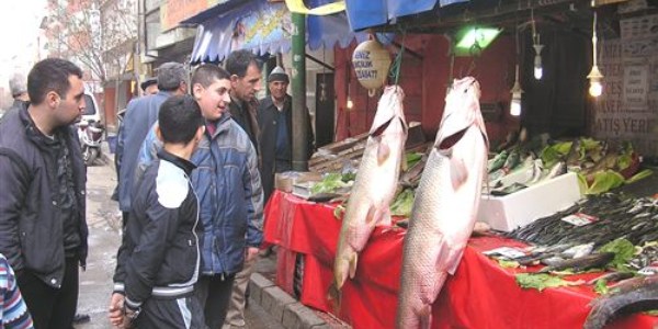 Elazığ'da 160 kilogramlık turna balığı ağa takıldı