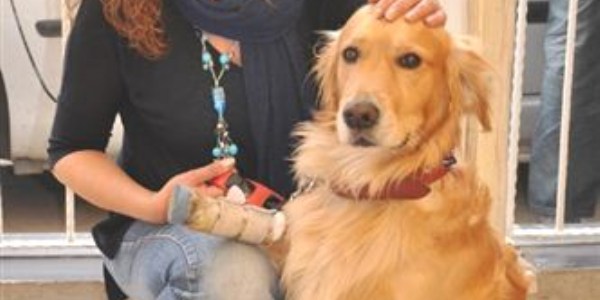 Eskişehir'de 2 köpeğe protez ayak ve yürüteç takıldı
