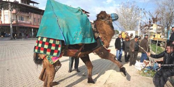 Deve inadı