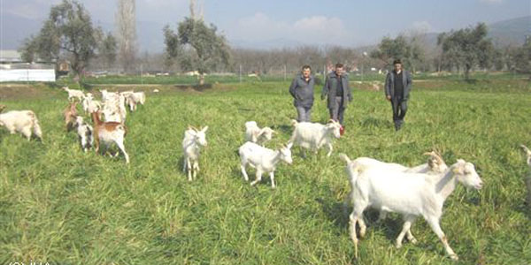 Saanen keçileri vatandaş için gelir kapısı