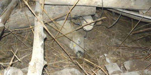 Ah�r�n dam� f�rt�nada ��kt�: 70 koyun telef oldu