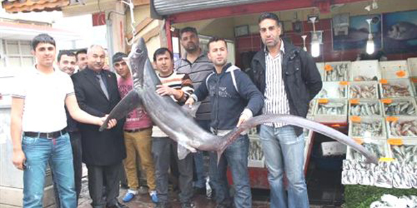�skenderun K�rfezi'nde 110 kiloluk k�pek bal��� yakaland�