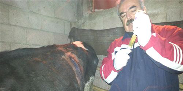 İneğin midesinden 26 metrelik 'urgan' çıktı