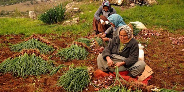 Tarıma kadınlar hayat veriyor
