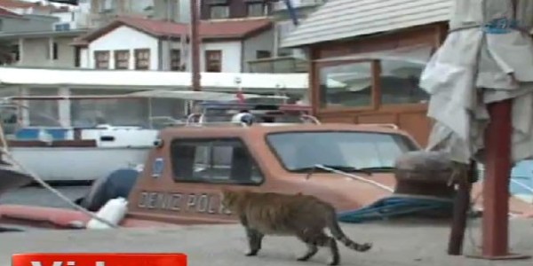 Yavrusunu kurtarmak için polise yardım etti
