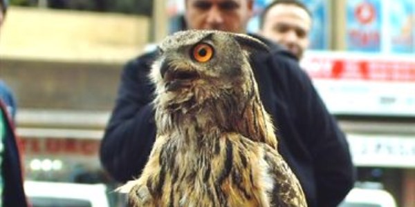 Puhu kuşu ilgi odağı oldu