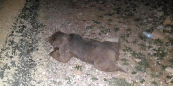 Ziraat odas� ba�kan�n�n �arpt��� ay� telef oldu