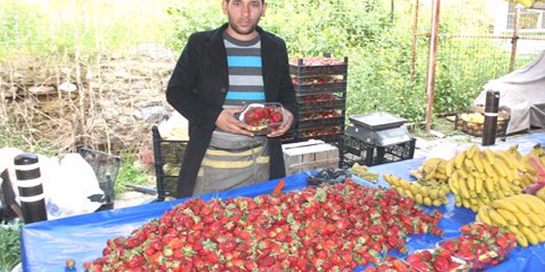 Aydın'da bahar meyve ve sebzeleri tezgahlardaki yerlerini aldı