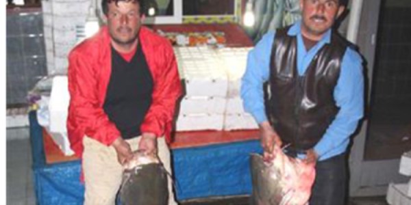 Kılıçkaya Barajında 100 kiloluk yayın balığı yakaladılar