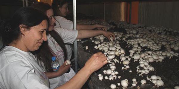 Tuncelili kadınlar kültür mantarı üretiyor