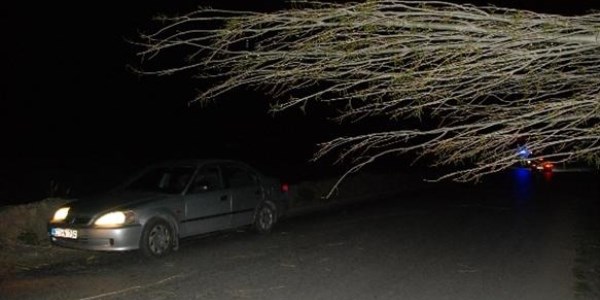 Tokat'ta rüzgar kavak ağaçlarını devirdi