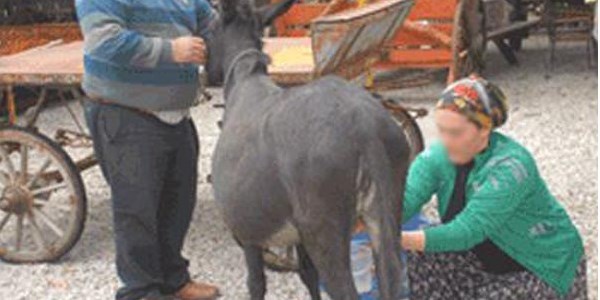 Eşek sütü haramdır