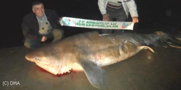 Armutlu'da bal�k��n�n a��na k�pekbal��� tak�ld�