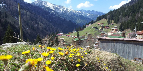 Ayder Yaylas�'na bahar geldi