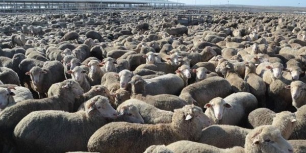 K�r�ehir'de �ap karantinas�