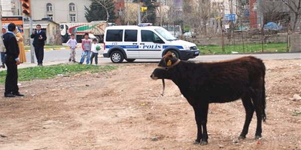 Ad�yaman'da sahipsiz inek trafi�i alt �st etti