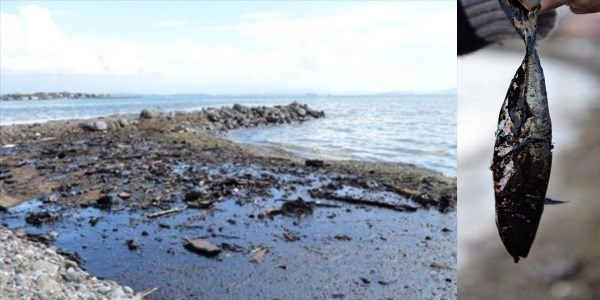 İzmir'de ölü balıklar kıyıya vurdu