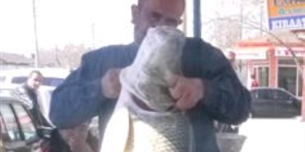 Karasu Nehri'nde 67 kilogram arlnda turna bal yakalad