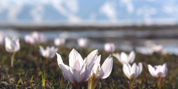 Y�ksekova'da bahar�n m�jdecisi kardelenler a�t�