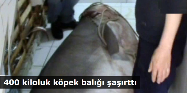 400 kiloluk köpek balığı şaşırttı