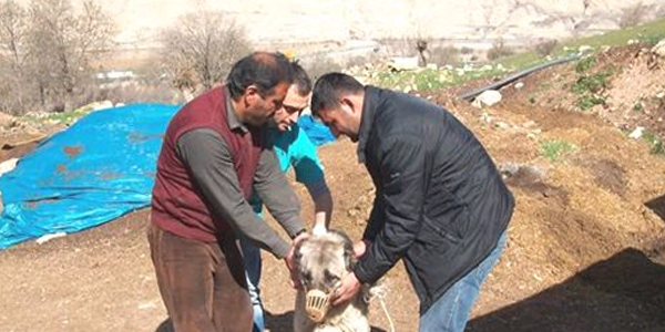 Erzincan'da delibaş hastalığı ile mücadele