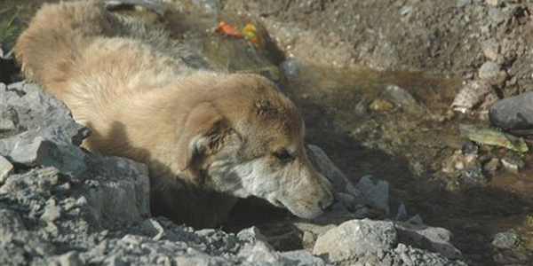 Hakkari'de köpek katliamı