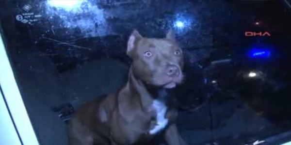 Dur ihtarına uymayan araçtan çıkan pitbull polisleri ısırdı/ Video