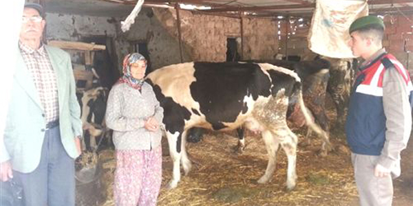 Kaybolan inekleri jandarma buldu