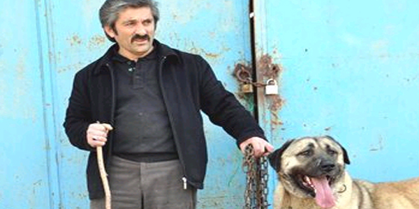 Aç kurtları kangallar durdurdu