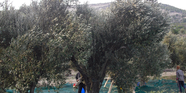 Zeytin tarlasındaki trafoyu soydular