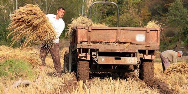 Tarım destekleri yüzde 20 arttı