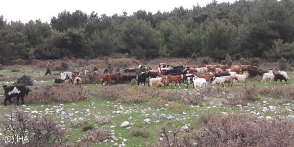 Çalındığı sanılan keçiler, arazide otlarken bulundu