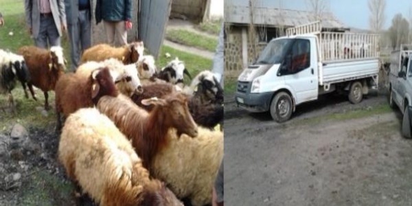 Varto'da ele geçirilen küpesiz 28 hayvan kesildi