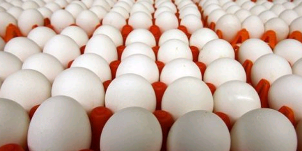 Tavuk yumurtas� �retimi artt�