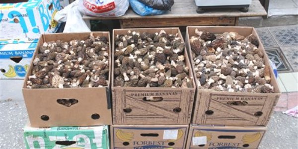 Kuzu G�be�i Mantar� al�mlar� 30 TL den ba�l�yor