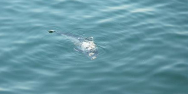 Tekirdağ'da yunus balığı karaya vurdu