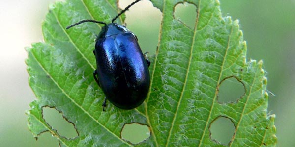 Rize'nin Çayeli ilçesinde sahili istila eden böceğin türü belirlendi