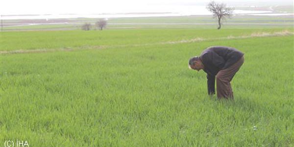 Beyşehir Gölü kıyısındaki ürünler zarar gördü