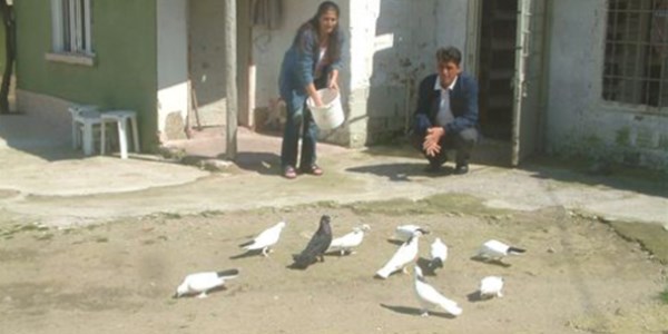 Köpeği uyutup güvercinleri çaldılar